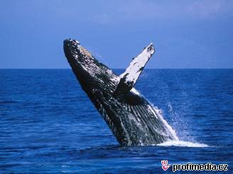 http://i.idnes.cz/06/021/cl/MIA10c67a_ALAMY_AXN952.jpg http://i.idnes.cz/06/021/cl/MIA10c67a_ALAMY_AXN952.jpg