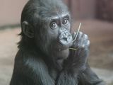 Porod gorily v pražské zoo skončil tragicky.
