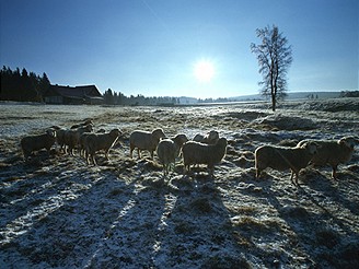 Ovečky na Horské Kvildě