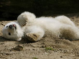 Lední medvídek Knut v berlínské zoo