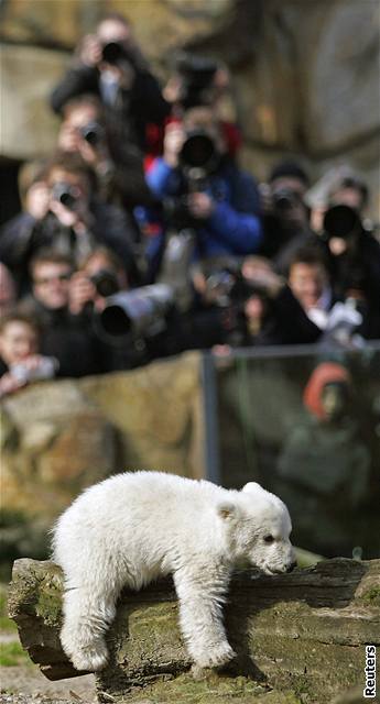 Lední medvídek Knut v berlínské zoo