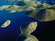 Největším zážitkem je plavba mezi ostrovy Kornati. Je jich na 140.