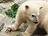 Ktiny estimsíních medvíat v brnnské zoo