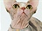 Nahá kočka sfinx: alternativa pro alergiky