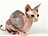 Nahá kočka sfinx: alternativa pro alergiky