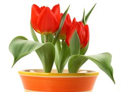 Nízká varieta tulipánů je pro květináče ideální.