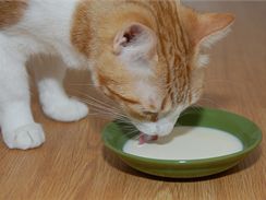 Dospělé kočky neumí mléko strávit, proto jim způsobuje průjem.