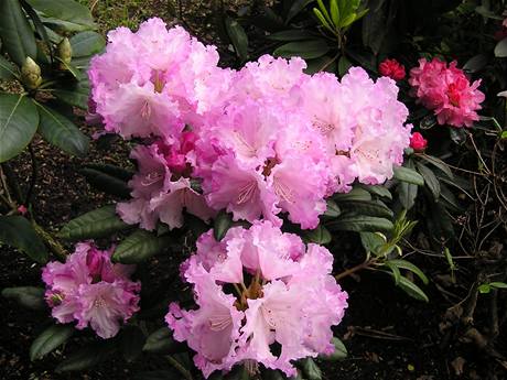 Pro rododendron neboli pěnišník jsou typické kožovité listy nahloučené na koncích větviček. Pro rododendron neboli pěnišník jsou typické kožovité listy nahloučené na koncích větviček.