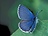 Modrásci patří mezi drobnější, ale neméně půvabné motýly.