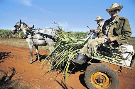 Dva kubánští venkované z provincie Cienfuegos si na státním nasekali trochu třtiny jako krmivo pro svůj dobytek. Dva kubánští venkované z provincie Cienfuegos si na státním nasekali trochu třtiny jako krmivo pro svůj dobytek.