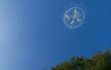 Medúzka sladkovodní (Craspedacusta sowerbyi)