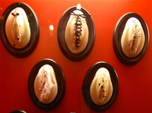 Muzeum sexu v Praze. Dmsk propichovac oddělen