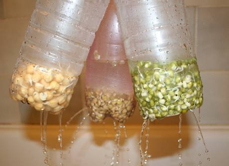 Klíčící semínka je nutno minimálně 3x za den propláchnout čistou vodou.