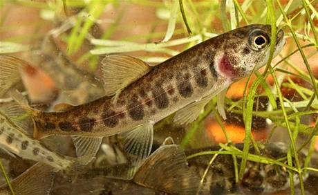 Malé lososy správa národního parku vysadí do řeky na podzim