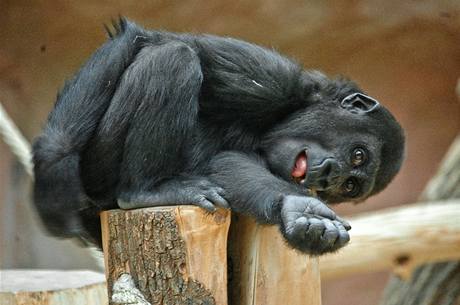 Po projektu Odhalení se pražské gorily stávají součástí projektu Pomáháme gorilám, který má přispět k záchraně goril ve volné přírodě. 