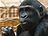 Po projektu Odhalení se gorily z Prahy stávají součástí projektu Pomáháme gorilám, který bude přispívat k záchraně goril ve volné přírodě.