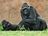 Po projektu Odhalení se gorily z Prahy stávají součástí projektu Pomáháme gorilám, který bude přispívat k záchraně goril ve volné přírodě.