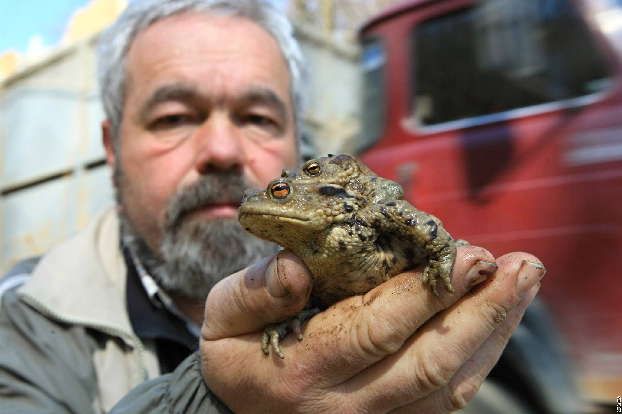 Zoolog Miroslav Kovařík při sbírání a přenášení ropuch na silnici Adamov-Jedovnice. - AJA3249a2_143653_1113170