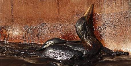 Ropou obalený pták zápasí s mazlavou látkou u zdi jednoho z plavidel poblíž zničené plošiny Deepwater Horizon, z jejíhož vrtu uniká do moře ropa (9. května 2010) Ropou obalený pták zápasí s mazlavou látkou u zdi jednoho z plavidel poblíž zničené plošiny Deepwater Horizon, z jejíhož vrtu uniká do moře ropa (9. května 2010)