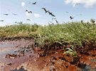 Ropou zamořená zátoka Barataria na pobřeží USA (22. května 2010) Ropou zamořená zátoka Barataria na pobřeží USA (22. května 2010)