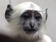 Hulman posvátný z ostravské zoo. Hulman posvátný z ostravské zoo.