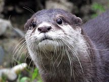 Vydra malá z ostravské zoo. Vydra malá z ostravské zoo.