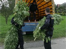 Policisté nakládají konopí, které zabavili na zahradě manželů Dvořákových v Ospělově na Prostějovsku. Policisté nakládají konopí, které zabavili na zahradě manželů Dvořákových v Ospělově na Prostějovsku.