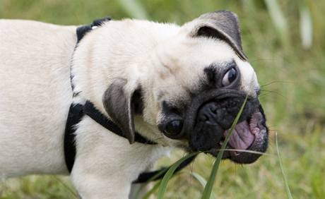 Když psi žerou trávu jen občas, je to normální