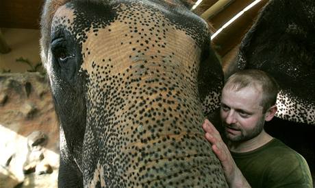 Ústecká zoo se neúspěšně pokusila odchovat mládě slonice Delhi, nyní neví, jestli do budoucna chov slonů neukončí. Ústecká zoo se neúspěšně pokusila odchovat mládě slonice Delhi, nyní neví, jestli do budoucna chov slonů neukončí.