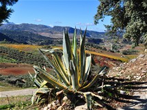 Serranía de Ronda