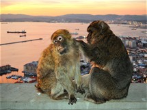 Makakové nad zálivem v Gibraltaru