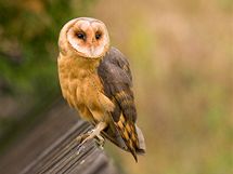 Skutečná sova pálená - Tyto alba. Skutečná sova pálená - Tyto alba.
