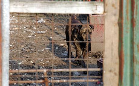 Pes za plotem statku ve Chvoječné, kde byly loni nalezeny ostatky zabitých psů