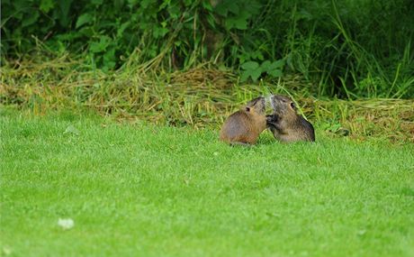 LÁSKA NA FAIRWAJI. Kdo by si snad myslel, že lidé se na golfovém hřišti nemiliskují, byl byl bláhový. Jen se při tom tak nevystavují na odiv. LÁSKA NA FAIRWAJI. Kdo by si snad myslel, že lidé se na golfovém hřišti nemiliskují, byl byl bláhový. Jen se při tom tak nevystavují na odiv.