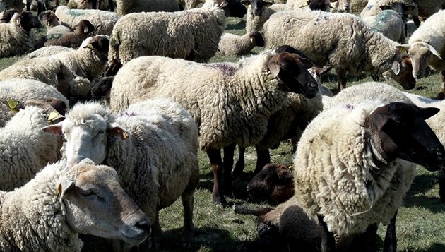 Ovce se ve stádu chovají jako tupá zvířata, individuální psychotesty je však ukázaly jako překvapivě inteligentní zvířata