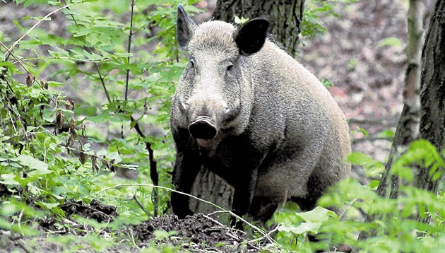 Wild boar - illustrative photo.