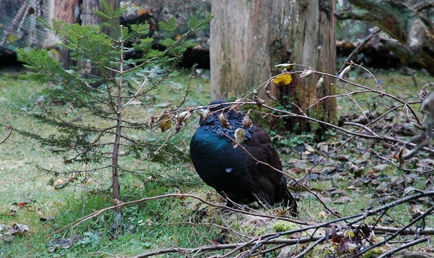 Bavorský les, přírodní park kousek od dřevěné stezky v korunách stromů