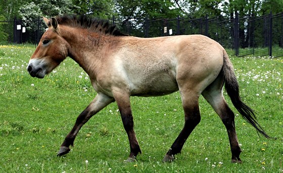 hård porn store patter porno hård porn store patter porno