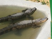 Součástí parku jsou i živí krokodýli.