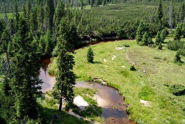 Jizerky, 2004 - 2006 - Rašelinné ekosystémy jsou dalším typem lesa, který patří