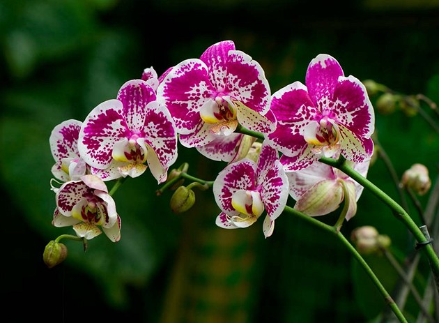 Fotogalerie: Některé druhy orchidejí mají pouze jediný květ, jiné vás ...
