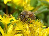 Včely zabíjí zákeřná epidemie. Ilustrační foto