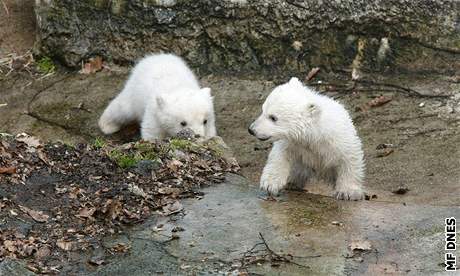 Lední medvíďata v brněnské zoo