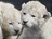 Mláďata bílého lva se narodila 30. června.