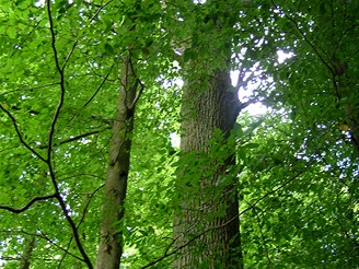 Les německého barona von Rotenhana v Bavorsku patří k nejkrásnějším v Evropě.