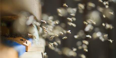 Veterináři museli včelí roj utratit, byl příliš agresivní. Ilustrační foto