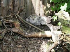 Sova sněžná z děčínské zoo