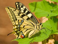 Otakárek fenyklový (Papilie machaon) je označován za jednoho z nejhezčích evropských motýlů.