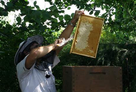 Rámek , ze kterého chcete stáčet med, musíte nejprve zbavit včel 