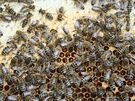 Včely se nedají rušit od práce, kterou mají přesně rozdělenou 